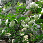 Obuse Wainari - 大手鞠の花