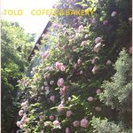 TOLO COFFEE＆BAKERY - 