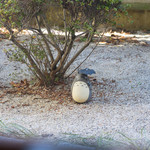 薬膳かふぇ 然 - 