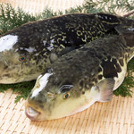 Gempin fugu - 