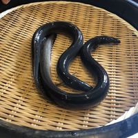 入谷鬼子母神門前のだや - 