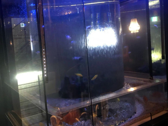 デート向き ムードあるアクアリウム個室で和風料理 青の洞窟 大阪なんば By Tomikaai Aquarium個室 青の洞窟 難波店 大阪 難波 居酒屋 食べログ デート向き ムードあるアクアリウム個室で和風料理 青の洞窟 大阪なんば By Tomikaai Aquarium個室 青の洞窟 難波店 大阪 難波 居酒屋 食べログ