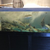 百福 - 