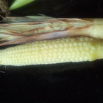 ristorante ANDREA - 焼き物　ベビーコーン　【　２０１１年６月　】16　