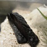 寿司寛 - 鯨のたれ（千葉）