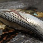 寿司寛 - コハダ