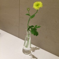 アニエルドール - 