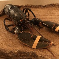 ボニュ - 