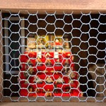 傍 - 蔵の中には・・お雛様