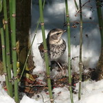 土家 - こんな鳥がいました