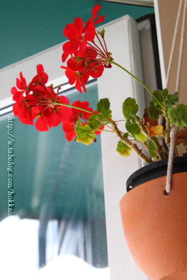 季の風 - 富良野（洋食）の写真