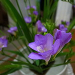 銀座ウエスト - フリージアが活けられた店内は別世界