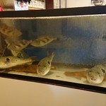 漁火 - 店内の水槽