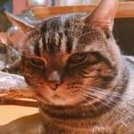 久遠の空 - お店の飼い猫さん「むーにゃん」