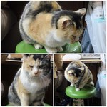 岩金 - 看板猫ちゃん