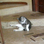 ギャラリー・エフ - グルーミング中