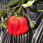 松延いちご園 - 料理写真: