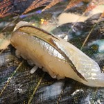 第三春美鮨 - 細魚　90g　二艘曳き網漁　神奈川県走水