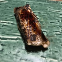 日本料理　「十二颯」 ヒルトン東京 - 