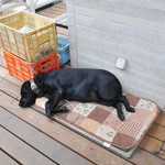 レガーロ×レガーレ - 