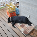 レガーロ×レガーレ - 