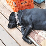 レガーロ×レガーレ - 