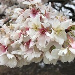 とんかつ宇田川 - 早咲きの帯桜