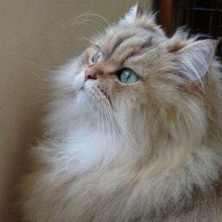 キャットカフェねころび_2