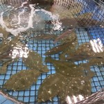 姫路まえどれ市場 - 