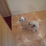 チューリップスープ - 念のためマナーベルトしてます