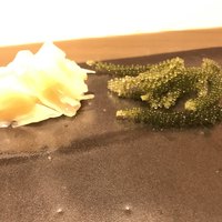 不動前 すし 岩澤 - 