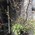 Turret Coffee - 河津桜と白椿 外観