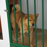 レストラン ウオゼン - 梓山犬