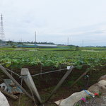 キュイエット - 周辺のぶどう畑