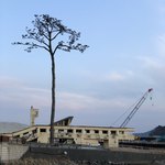 ガーデンカフェ 森の小舎 - おまけ…2018.03.11の一本松