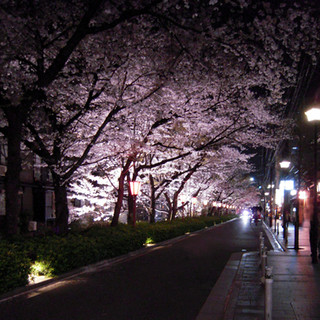 高瀬川の夜桜をぜひ店内でお楽しみくださいませ。