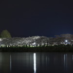 Shikino Aji Chinri Yuutei - 当店から見える夜桜
