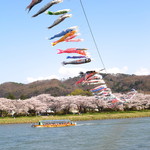 Shikino Aji Chinri Yuutei - 桜並木と鯉のぼりと北上川