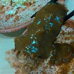 とんかつ　若葉 - リフト