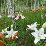 そば処 花鳥野 - 