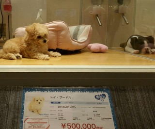 Kankoku Kateiryouri Cheju - つくばイオンにてトイプードル50万（税別）
                        良い飼い主が見つかると良いですね
                        となりで寝てるのはフレンチブルドック（笑）