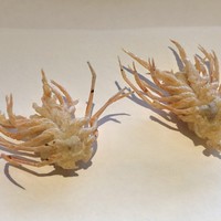 日本料理 「さくら」   ヒルトン東京お台場 - 