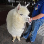 エピナール那須 - 那須どうぶつ王国のアルパカが特別にお出迎え！