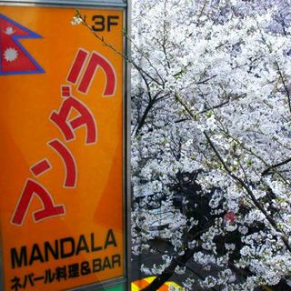 MANDALA - 満開の桜