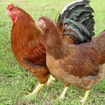 【日本三大地鶏】鹿児島県産銘柄鶏『薩摩地鶏』