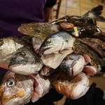 チーロ - アクアパッツァに使う魚介類は直に選ばせてくれます(^_^)