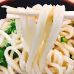 手打ちうどん ちよ志 - 麺のアップです。（2018.3 byジプシーくん）