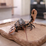 ボニュ - 「なんでやねん」