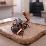 ボニュ - 「はーい」