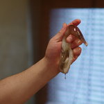 うを徳 - 舞鶴（まひづる）の鳥貝（とりがひ）